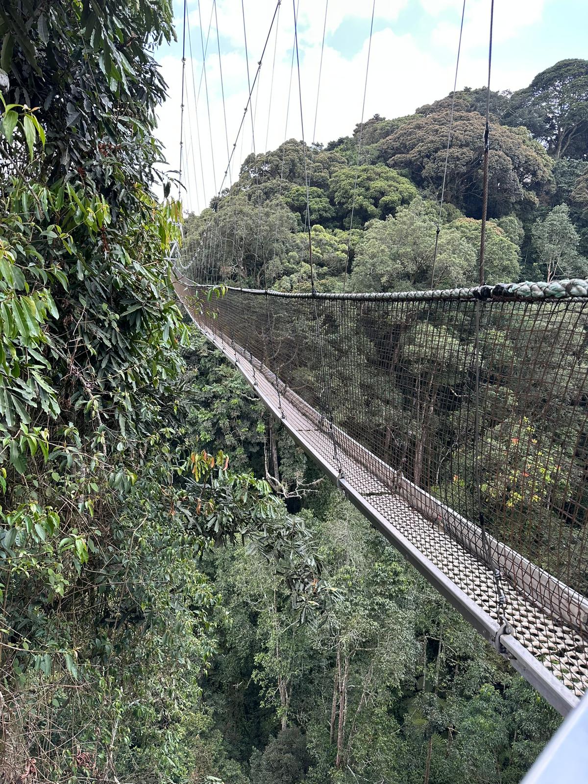 Nyungwe Forest: The Ultimate Guide to Rwanda's National Park