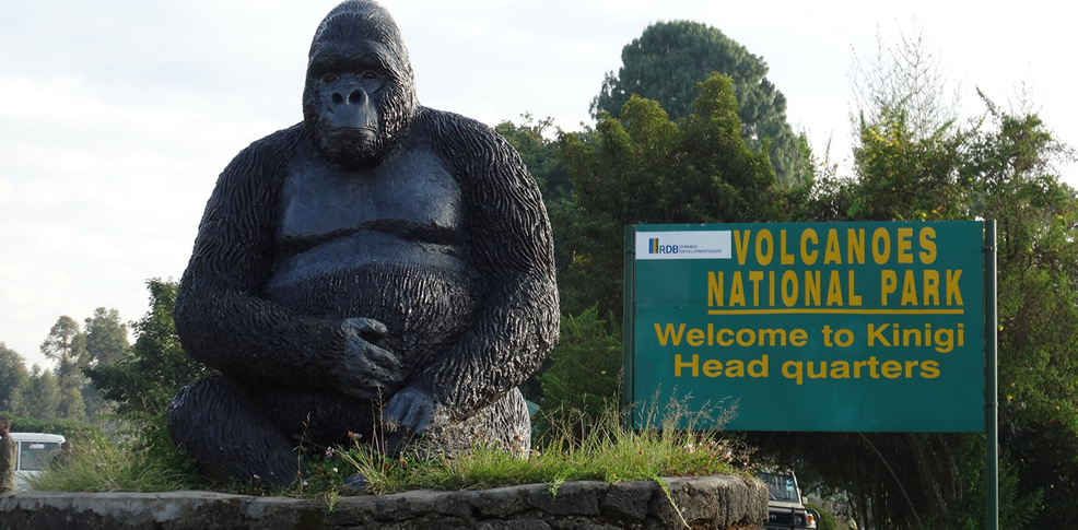 Gorilla Trekking: Essential Guide to Volcanoes National Park